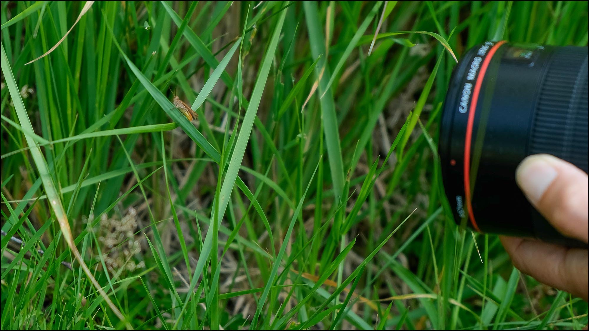 grasshopper with lens