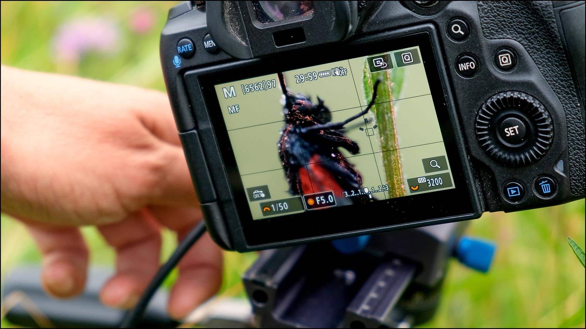 Screen on back of camera showing macro image of burnet moth
