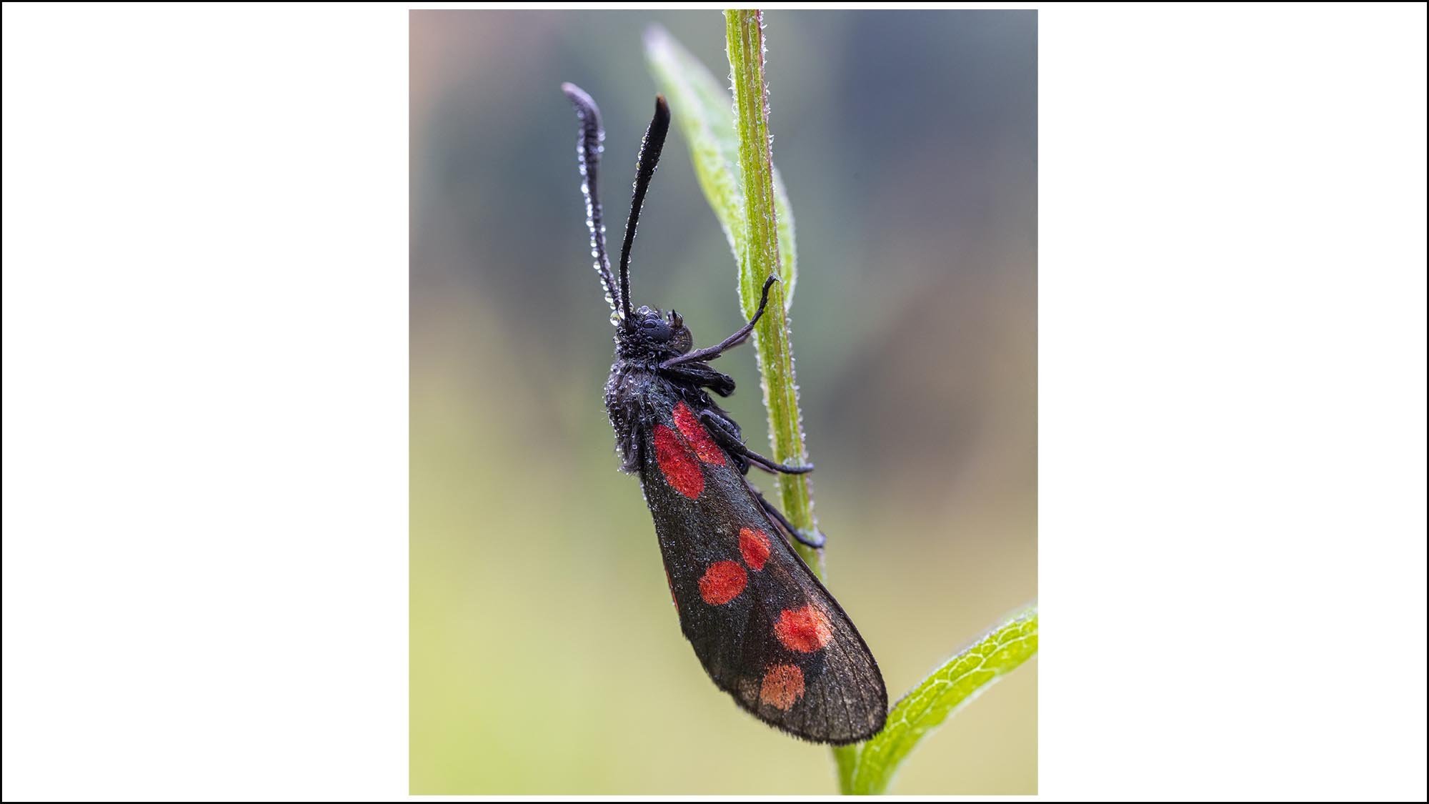 Macro photo of 6 spotted burnet moth