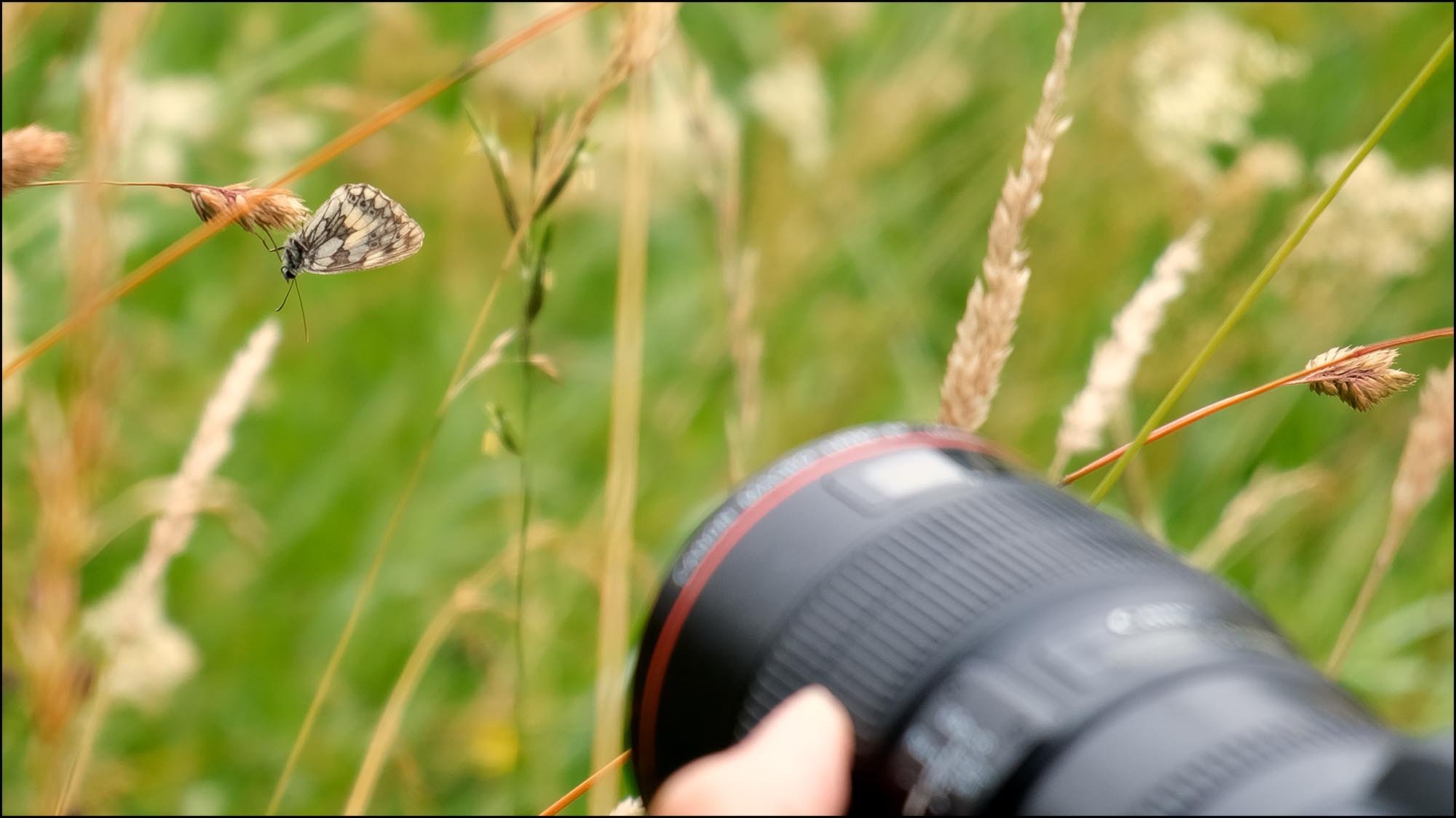 Butterfly on grass in front of camera lens