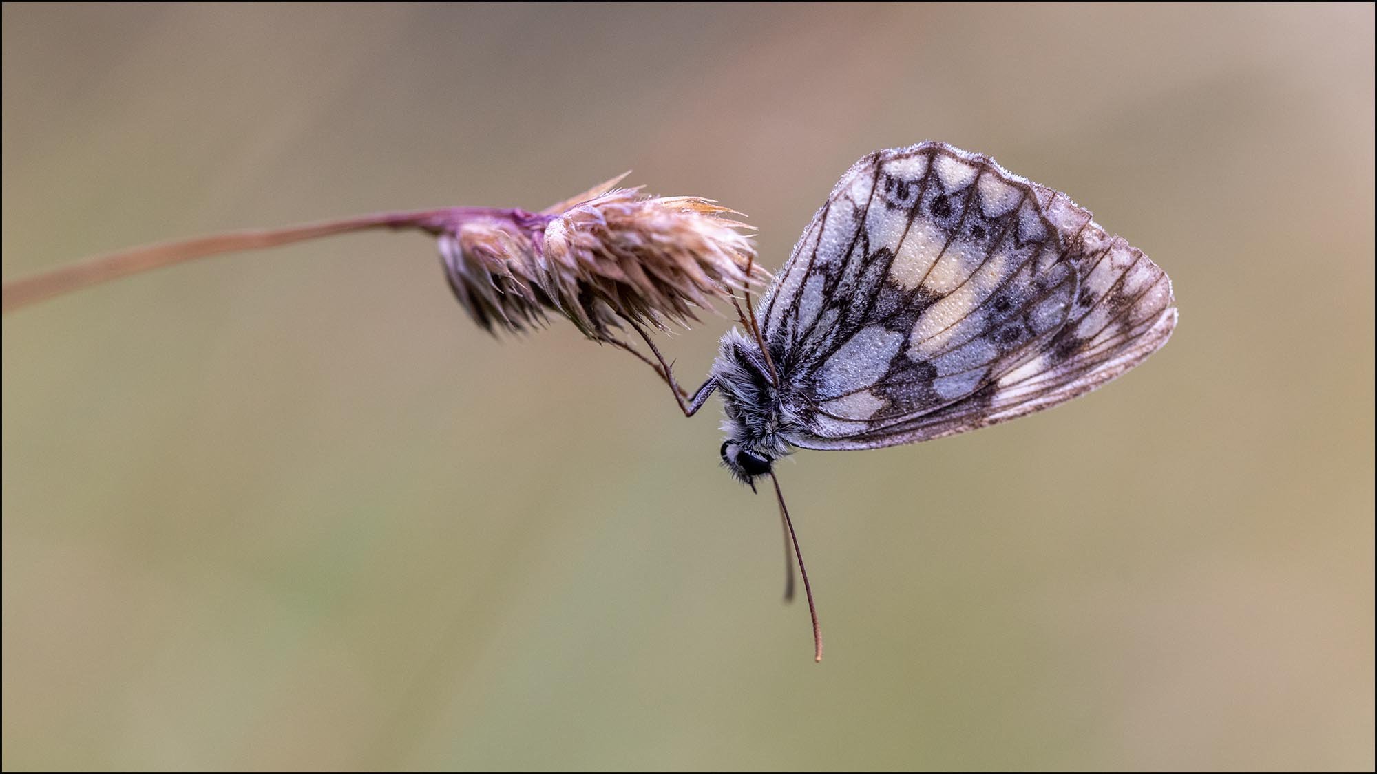 Butterfly on grass
