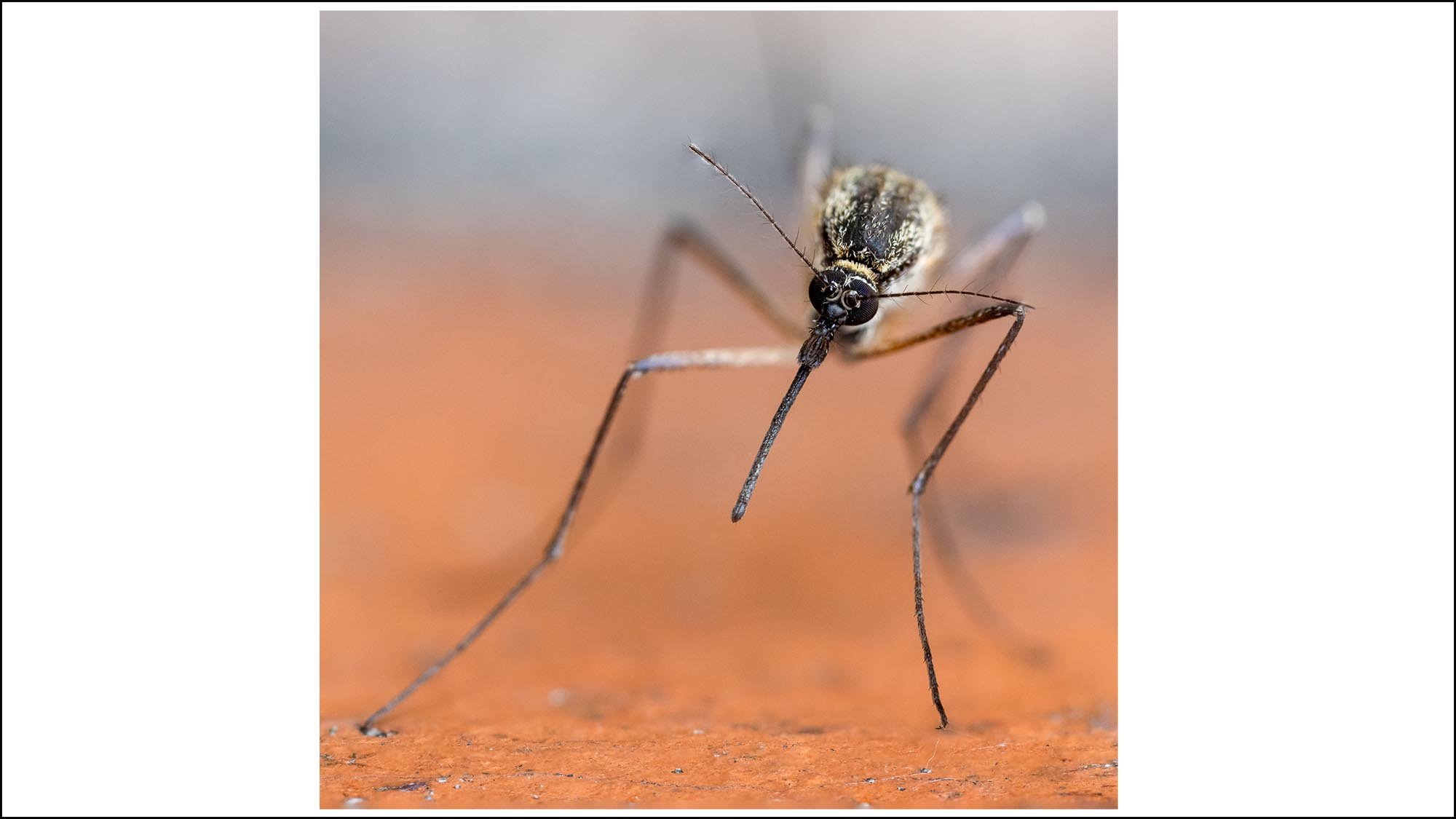 Macro photograph of mosquito