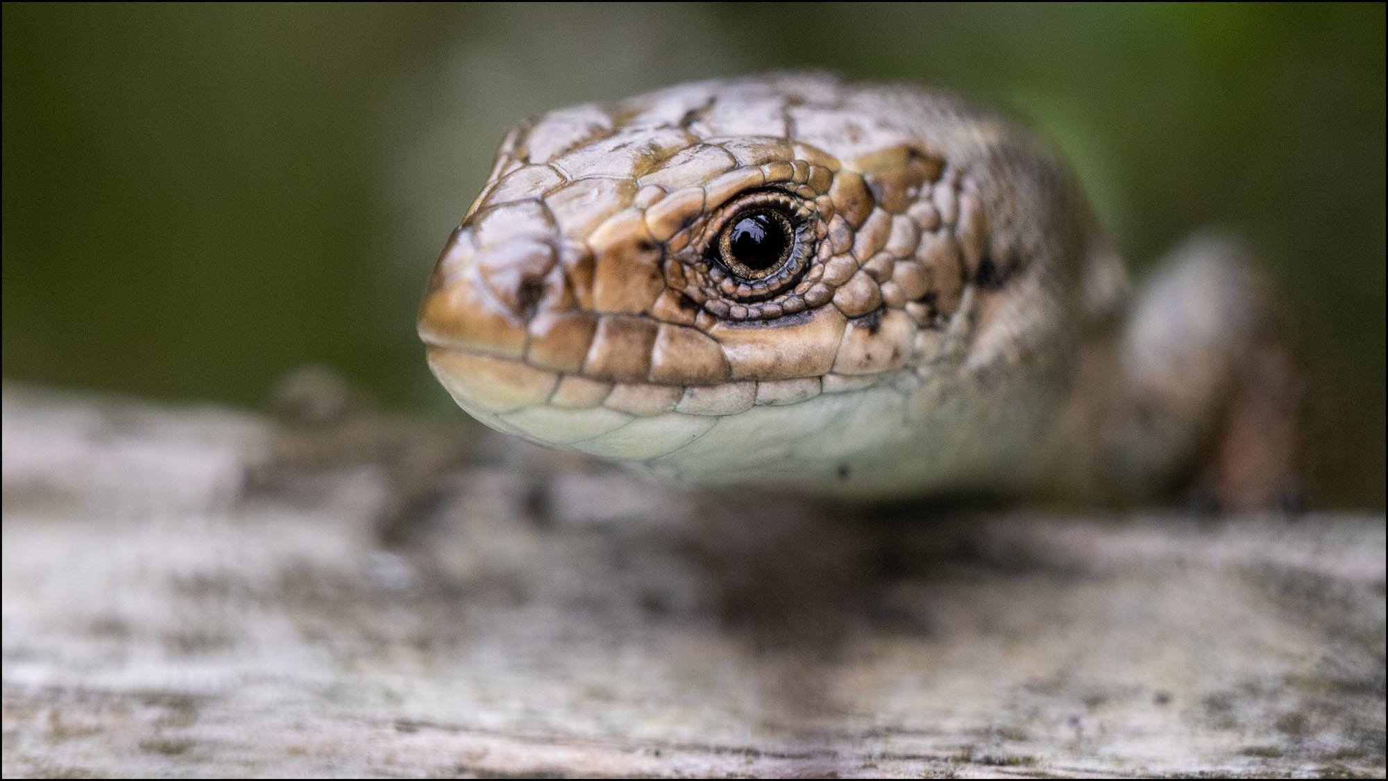 macro photo of common lizard