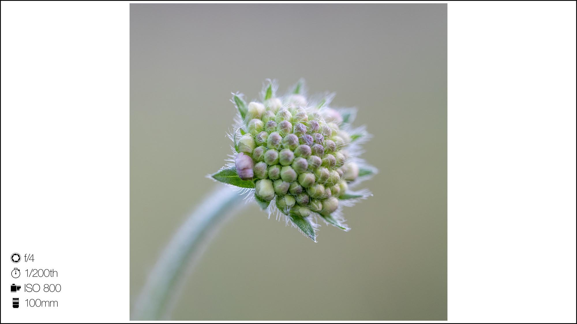 Macro photograph of a flower