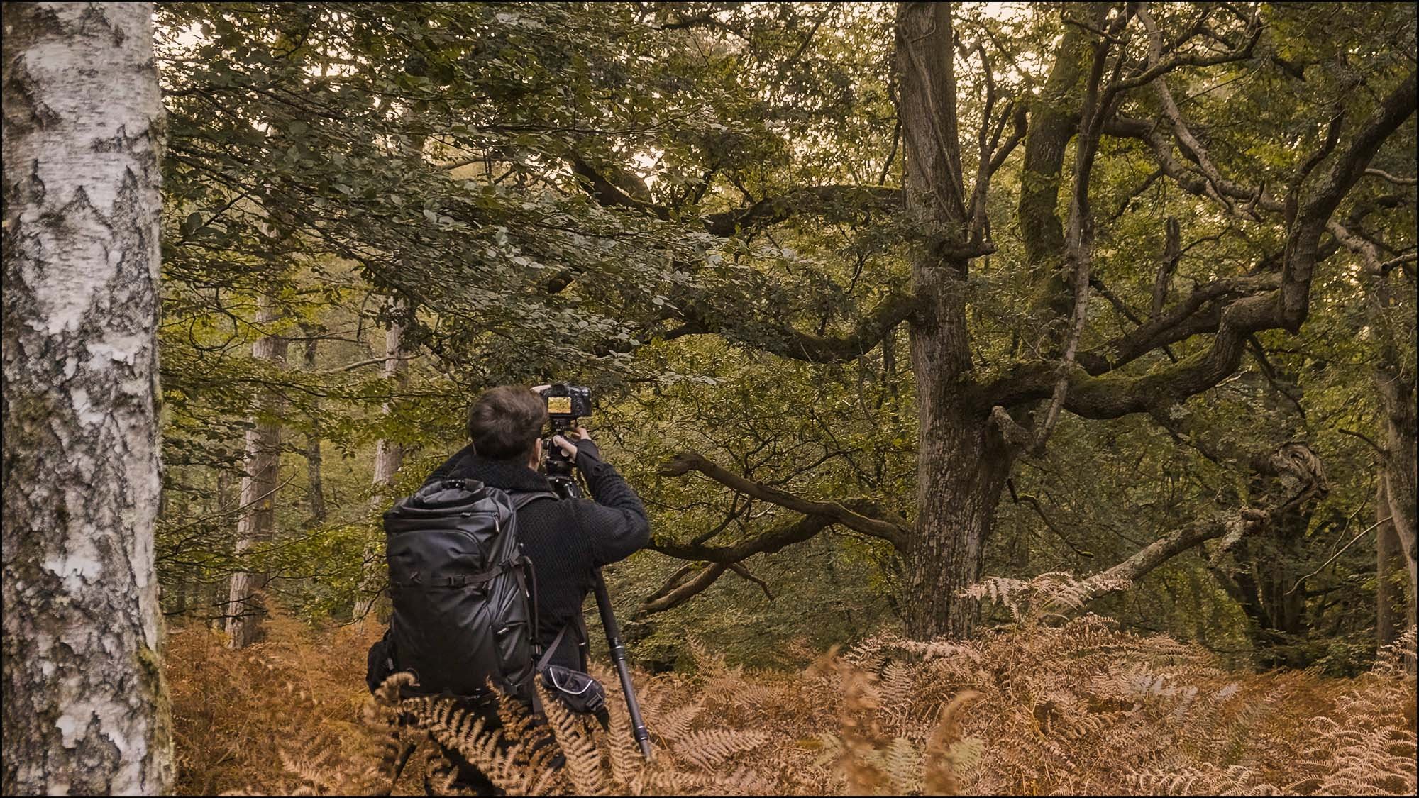 Photographer in forest taken picture of tree