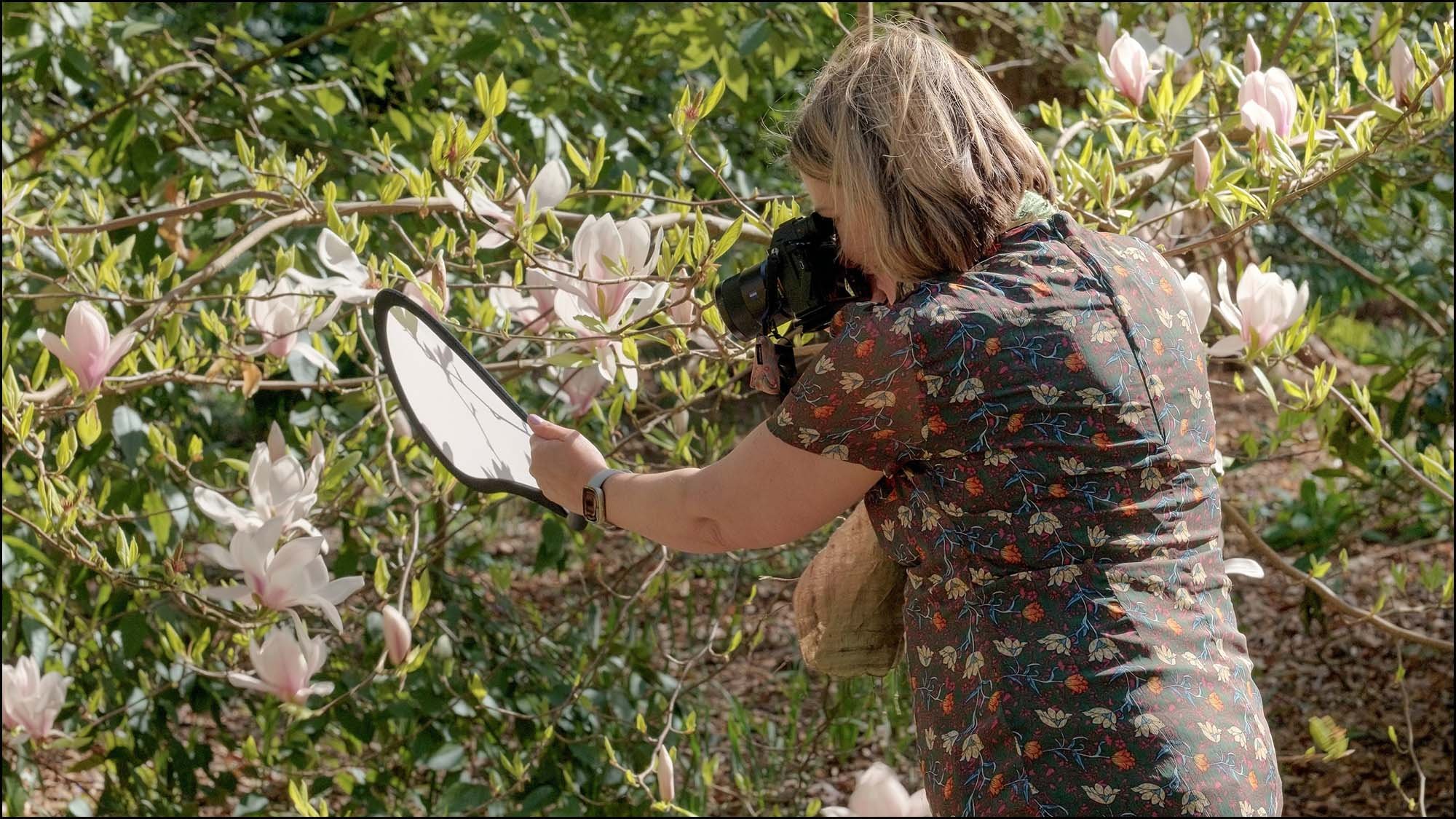 Instructor teaching flower photography outdoors by using a diffuser to soften light on magnolia blossoms