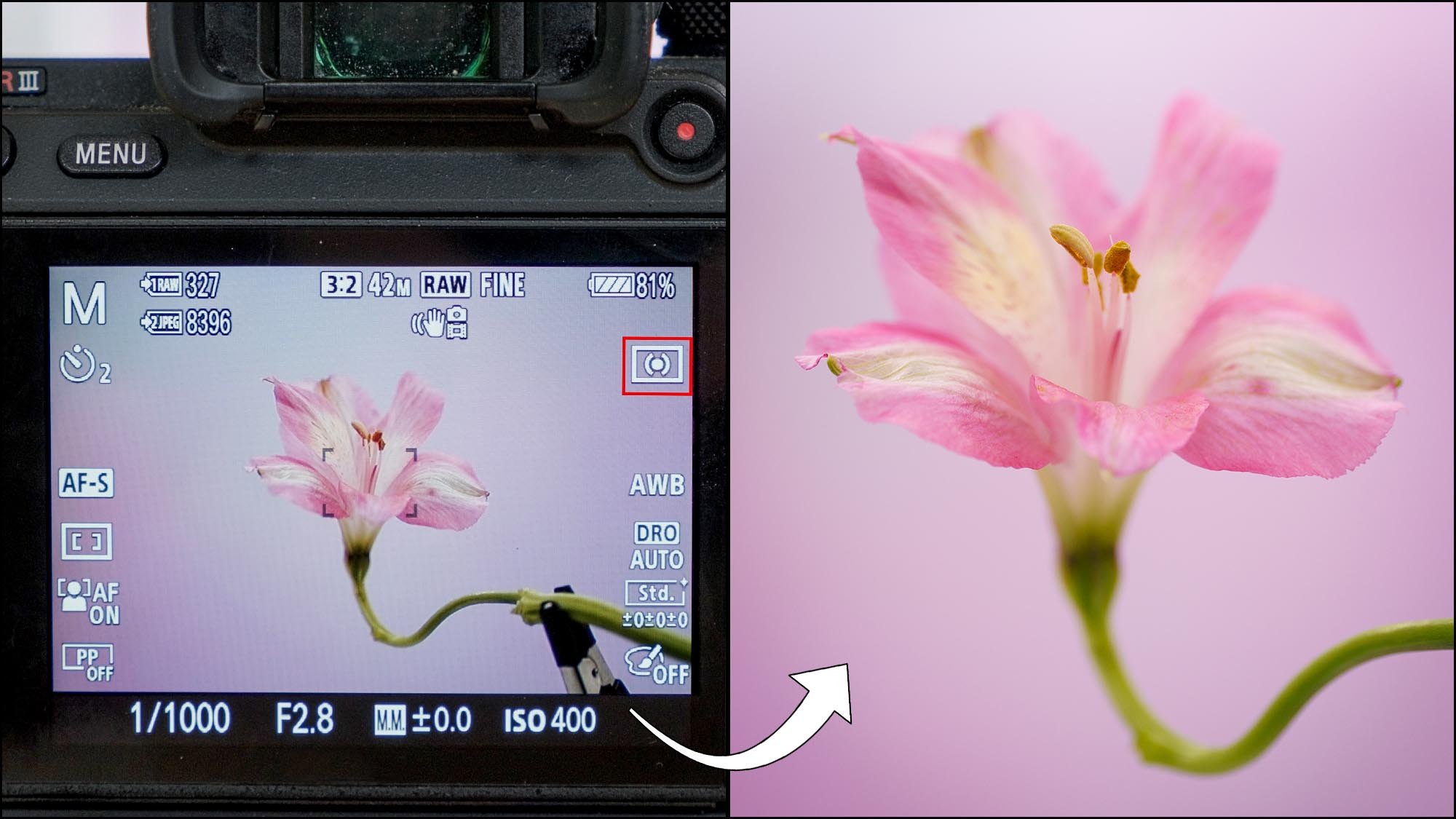 Back of digital camera showing camera settings and flower with pink background