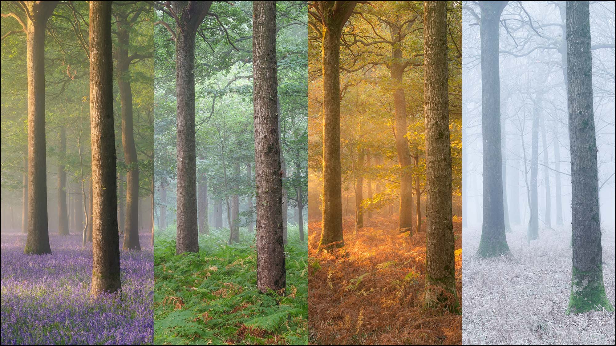 Woodland scene in all seasons