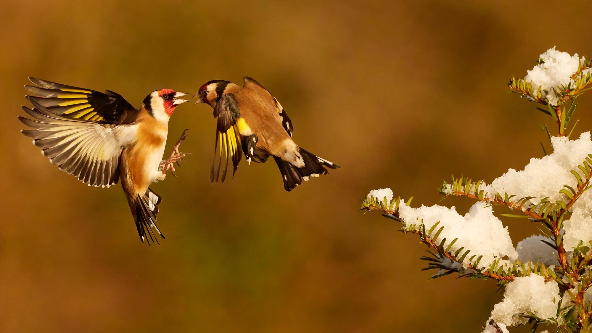 Goldfinch birds in flight