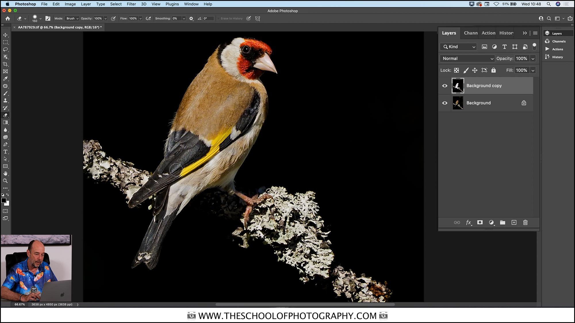 Computer screen capture of Photoshop with Goldfinch bird on perch