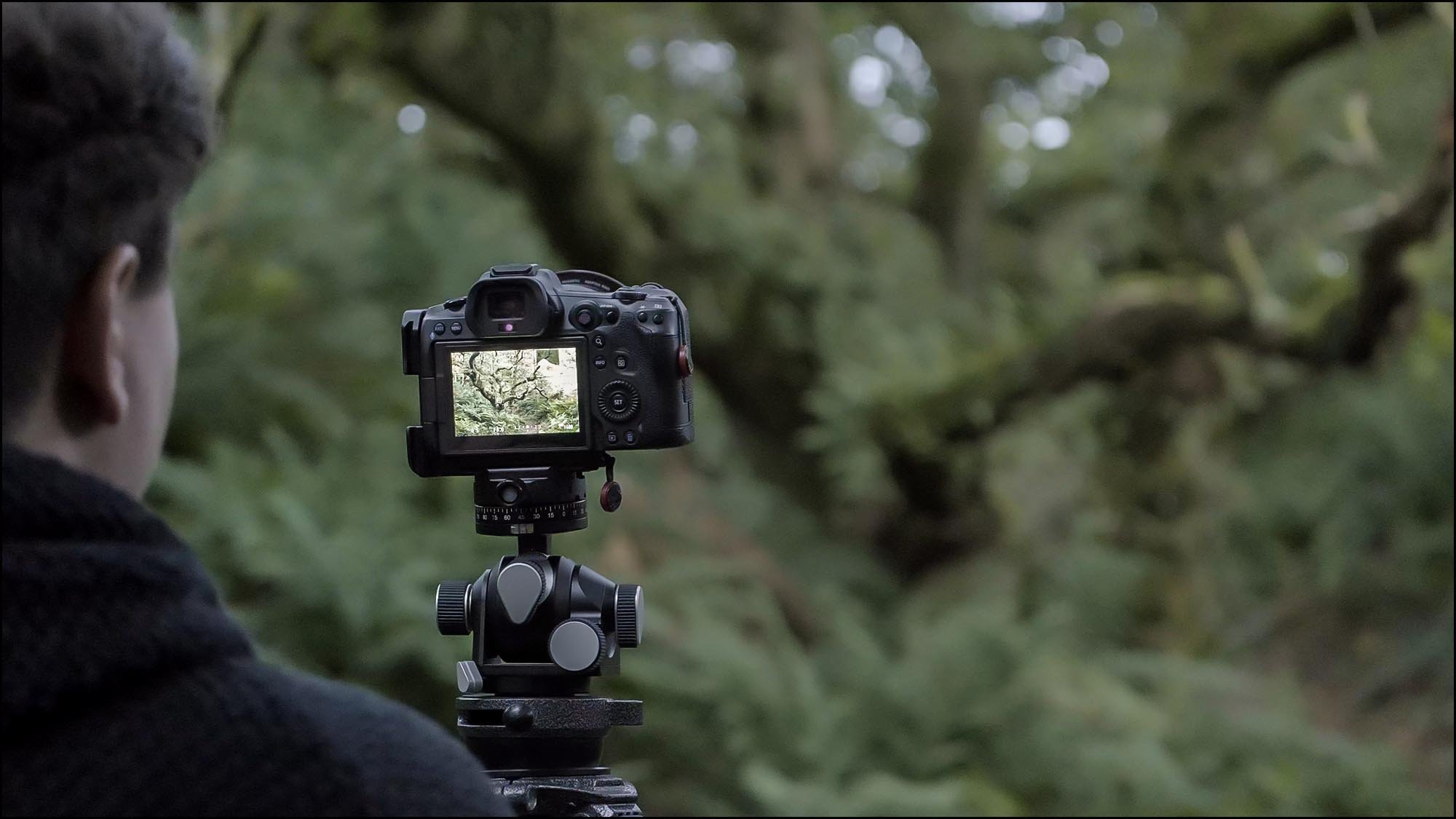 Camera in woodland taking picture of oak tree