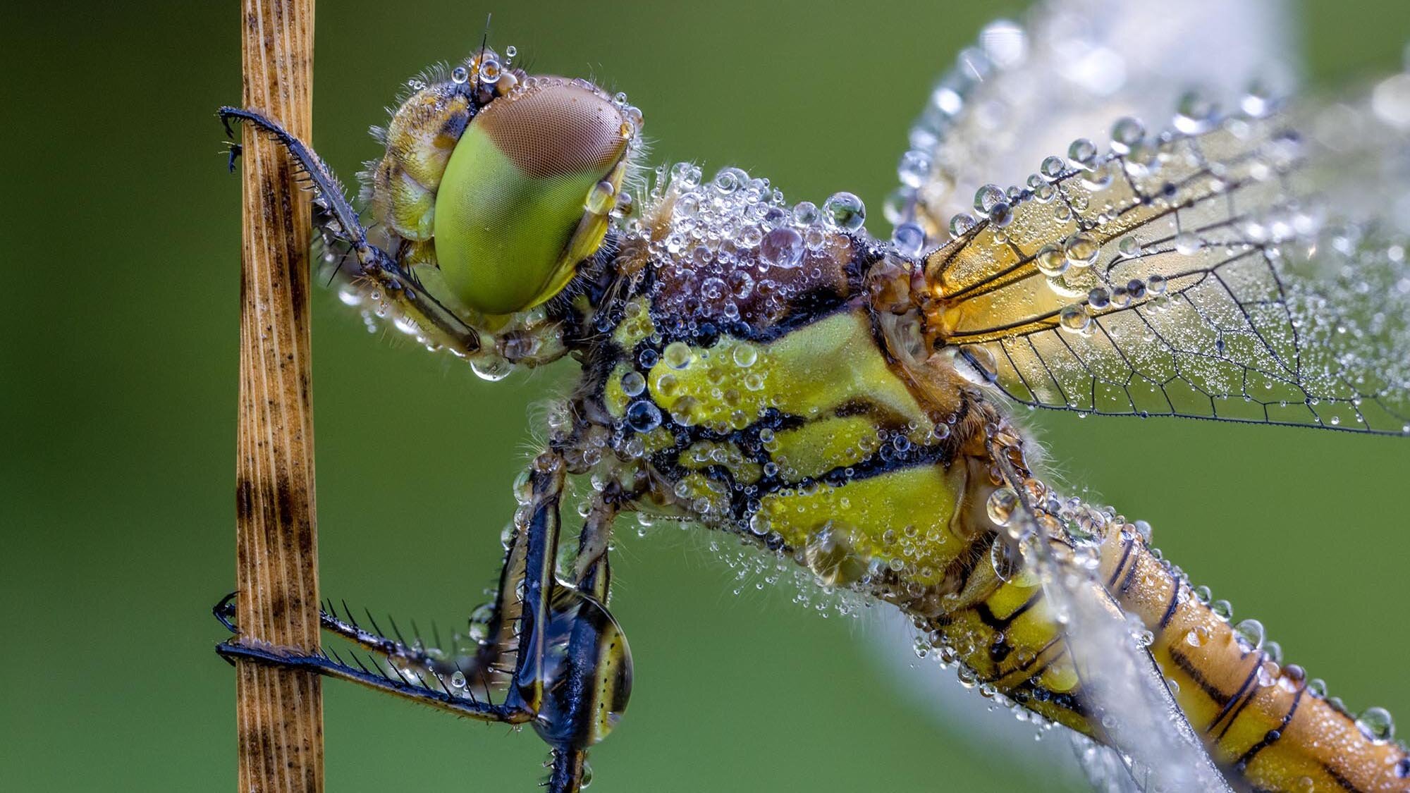 Macro photo of a dragonfly covered in dew drops on a plant stem.