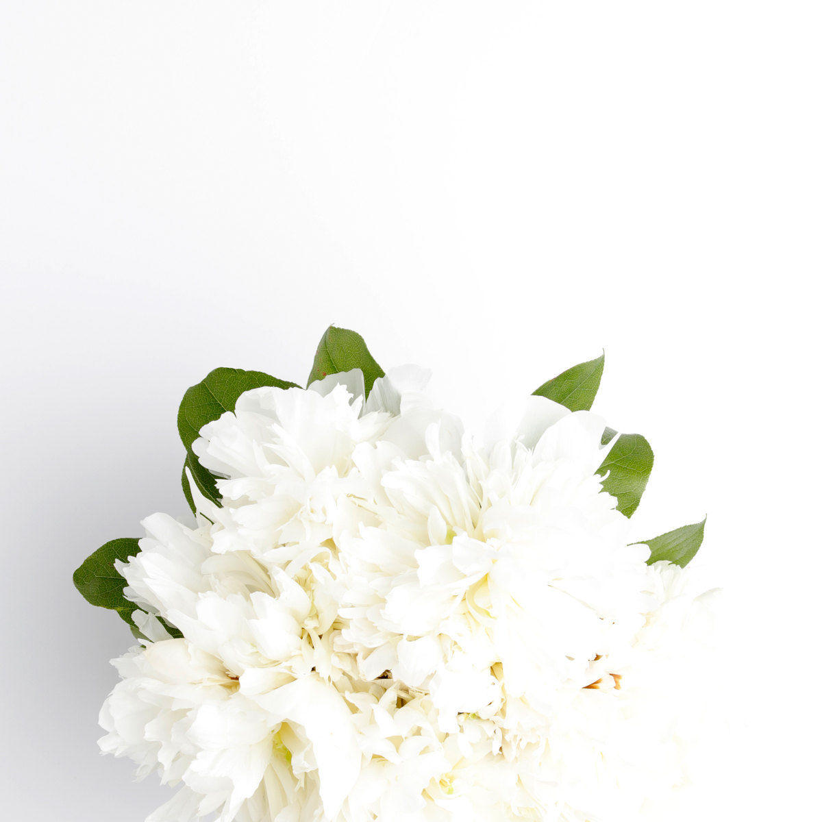 White Bouquet - Values